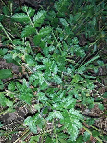 Erodium manescavi (Erodium manescavi)