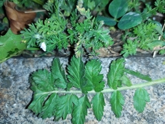 Erodium manescavii