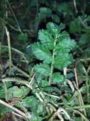 Erodium manescavii