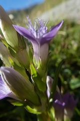 Gentianella germanica