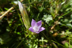Gentianella germanica
