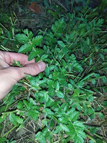 Image of Erodium manescavi by (c) carnifex, some rights reserved (CC BY)