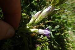 Gentianella germanica