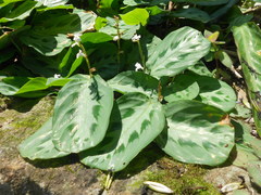 Maranta