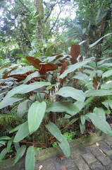 Pleiostachya pruinosa