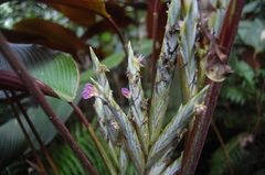 Pleiostachya pruinosa