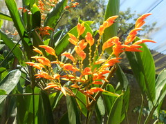 Stromanthe jacquinii