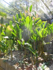 Stromanthe jacquinii