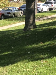 Sciurus carolinensis