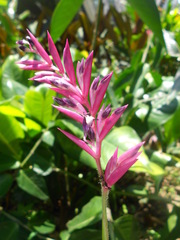 Stromanthe schottiana