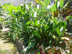 Stromanthe schottiana