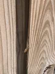 Anolis sagrei
