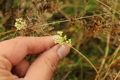 Niphogeton
