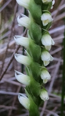 Spiranthes incurva