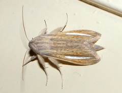 Cucullia hutchinsoni