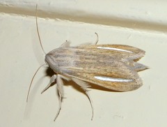 Cucullia hutchinsoni