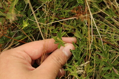 Niphogeton