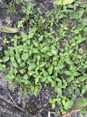 Calyptocarpus vialis