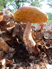 Boletus sensibilis