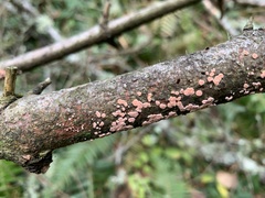 Aleurodiscus grantii