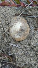 Russula ventricosipes
