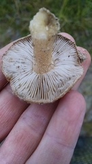 Russula ventricosipes