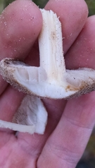 Russula ventricosipes