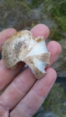 Russula ventricosipes