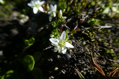 Arenaria biflora