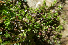 Arenaria biflora