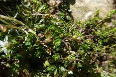 Arenaria biflora