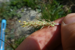 Plantago maritima serpentina