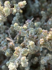 Atriplex julacea