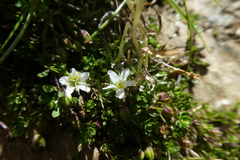 Arenaria biflora