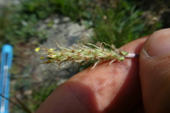 Plantago maritima serpentina