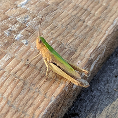 Chorthippus dorsatus