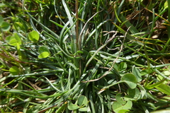 Plantago maritima serpentina
