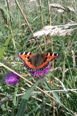 Aglais urticae
