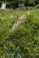 Plantago maritima serpentina