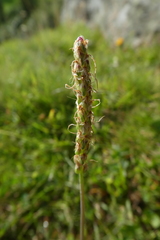 Plantago maritima serpentina