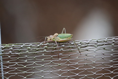 Lluciapomaresius anapaulae