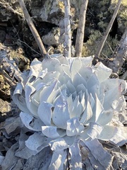 Dudleya anthonyi
