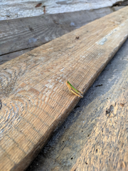 Chorthippus dorsatus