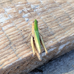 Chorthippus dorsatus