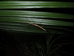 Sipyloidea larryi