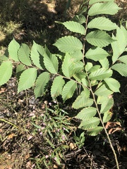 Ulmus americana