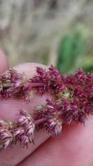 Amaranthus rudis