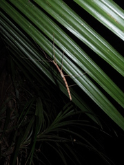 Sipyloidea larryi