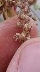 Amaranthus rudis