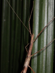 Sipyloidea larryi